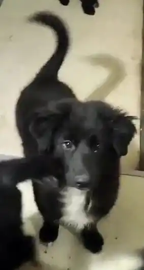 Помогите спасти щенков