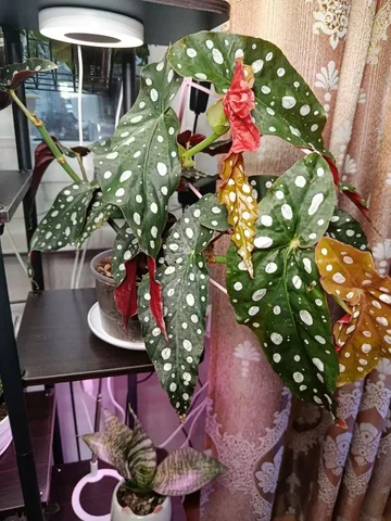 Продажа бегонии Кейн Макулата - Садоводство в Владивосток