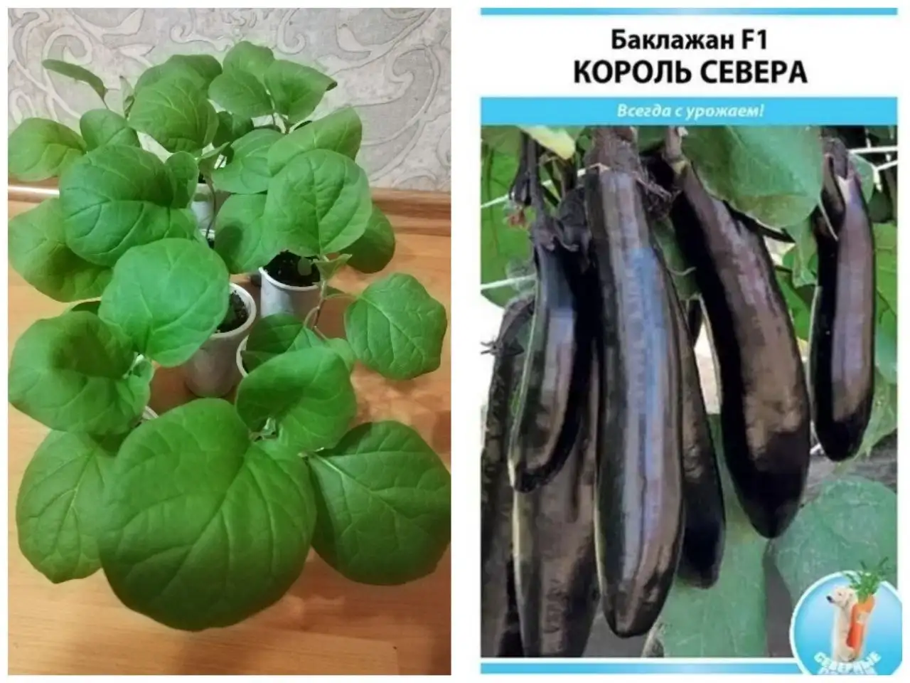 Рассада баклажан Король Севера F1 - Садоводство (Хобби и отдых) в Владивосток