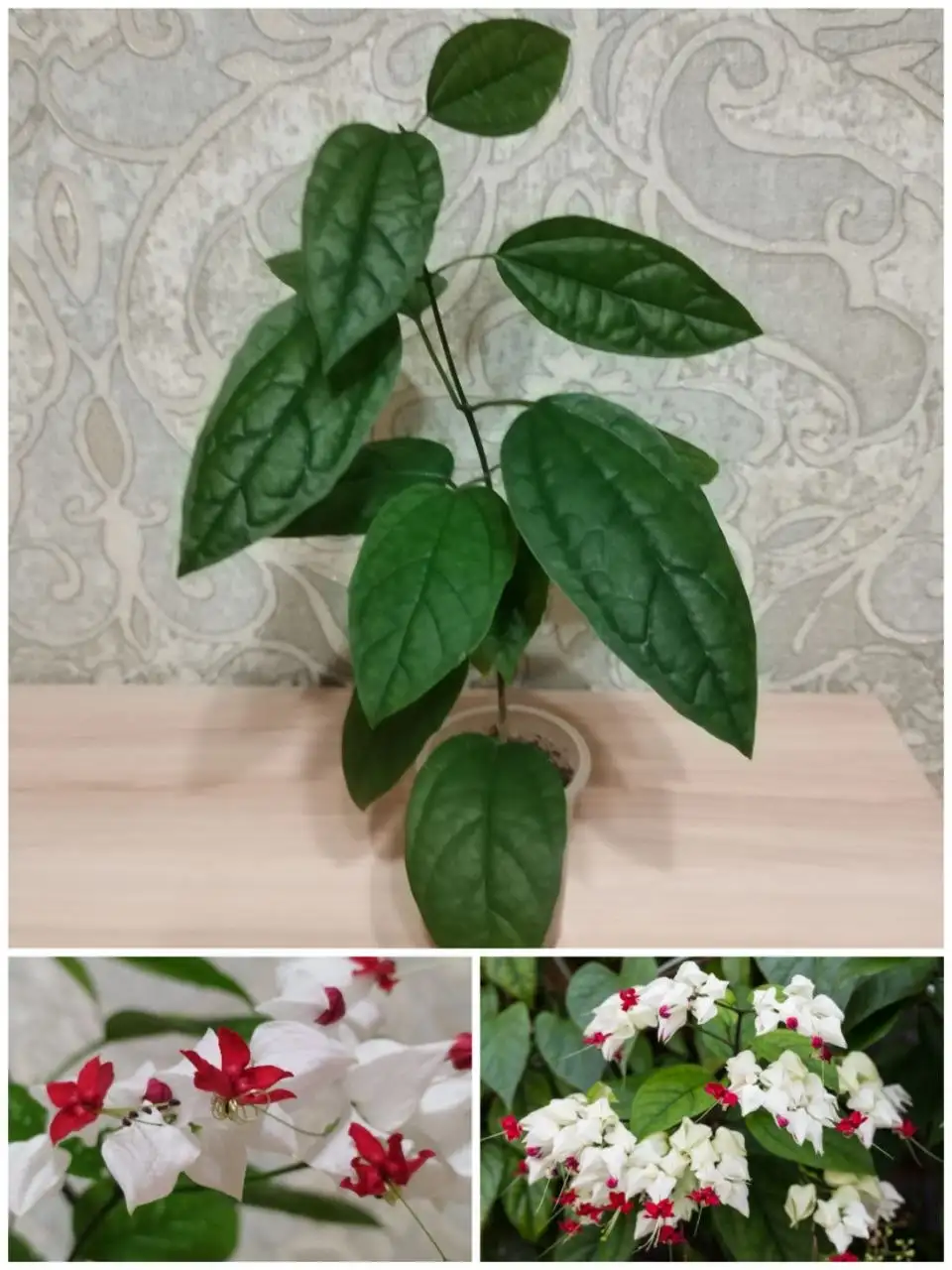 Клеродендрум Томпсона 'Дерево судьбы' - Растения (Хобби и отдых) в Владивосток