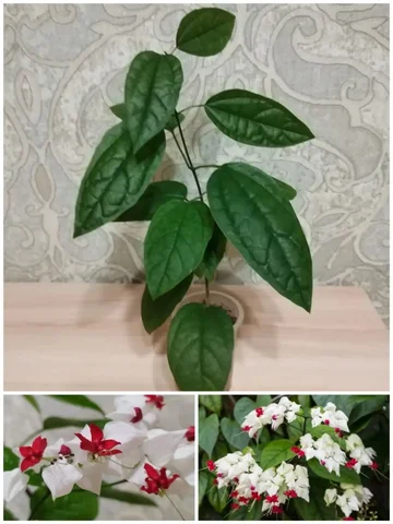 Клеродендрум Томпсона 'Дерево судьбы' - Садоводство в Владивосток