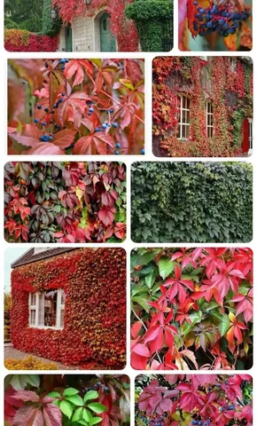 Отростки девичьего винограда - Садовые растения в Владивосток