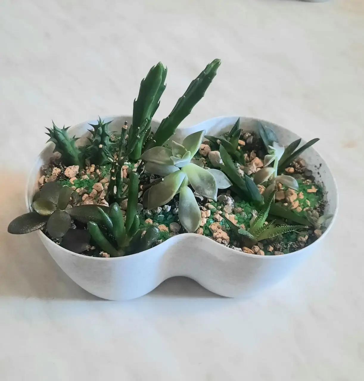 Суккулентов садик 11 видов - null (Для дома и дачи) в Владивосток