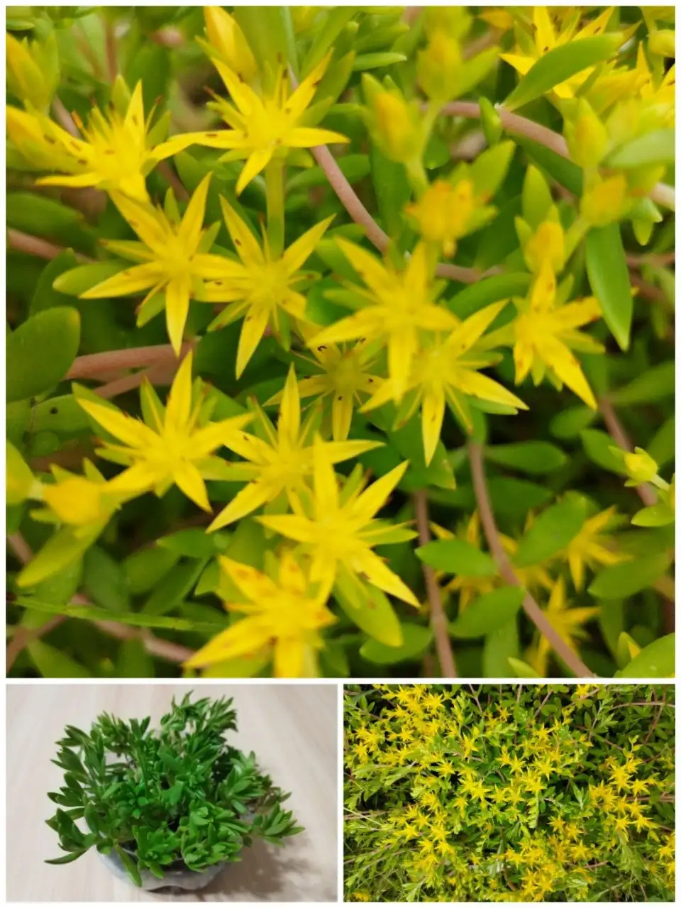 Очиток (Седум) почвопокровник - Растения в Владивосток