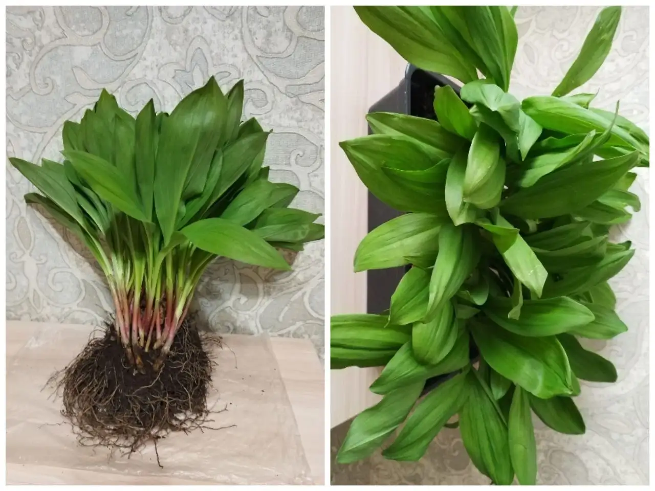 Продажа рассады черемши - Рассада (Для дома и дачи) в Владивосток