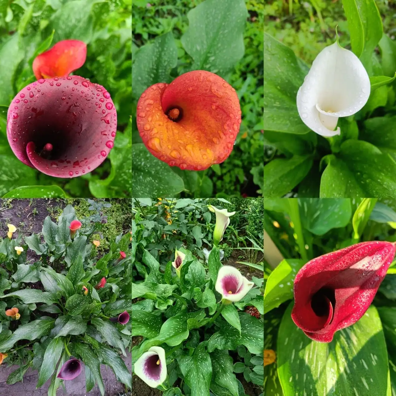 Продам клубни калл - Растения (Хобби и отдых) в Владивосток