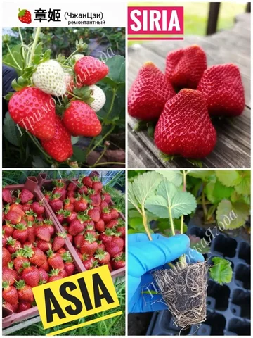 Рассада клубники, кассетная - Работа в Уссурийск