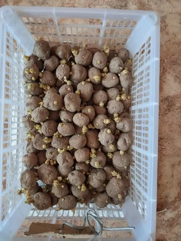 Отдам семенной картофель: сорта Андретта, Капри, Удача, Гала - Кепки в Владивосток
