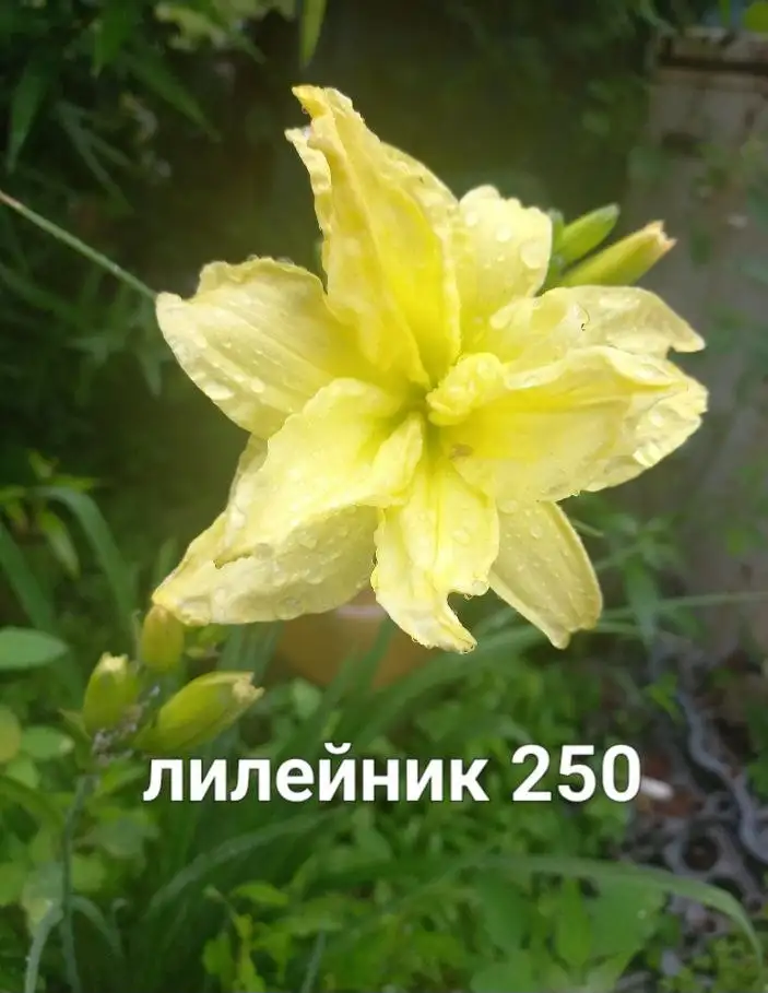 Многолетники в ассортименте - Многолетники (Растения) в Владивосток