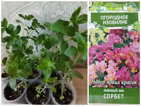 Рассада Львиного зева карликового - Офисная мебель в Владивосток