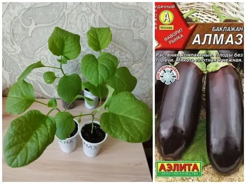 Продажа рассады баклажан Алмаз - частное объявление в Владивосток