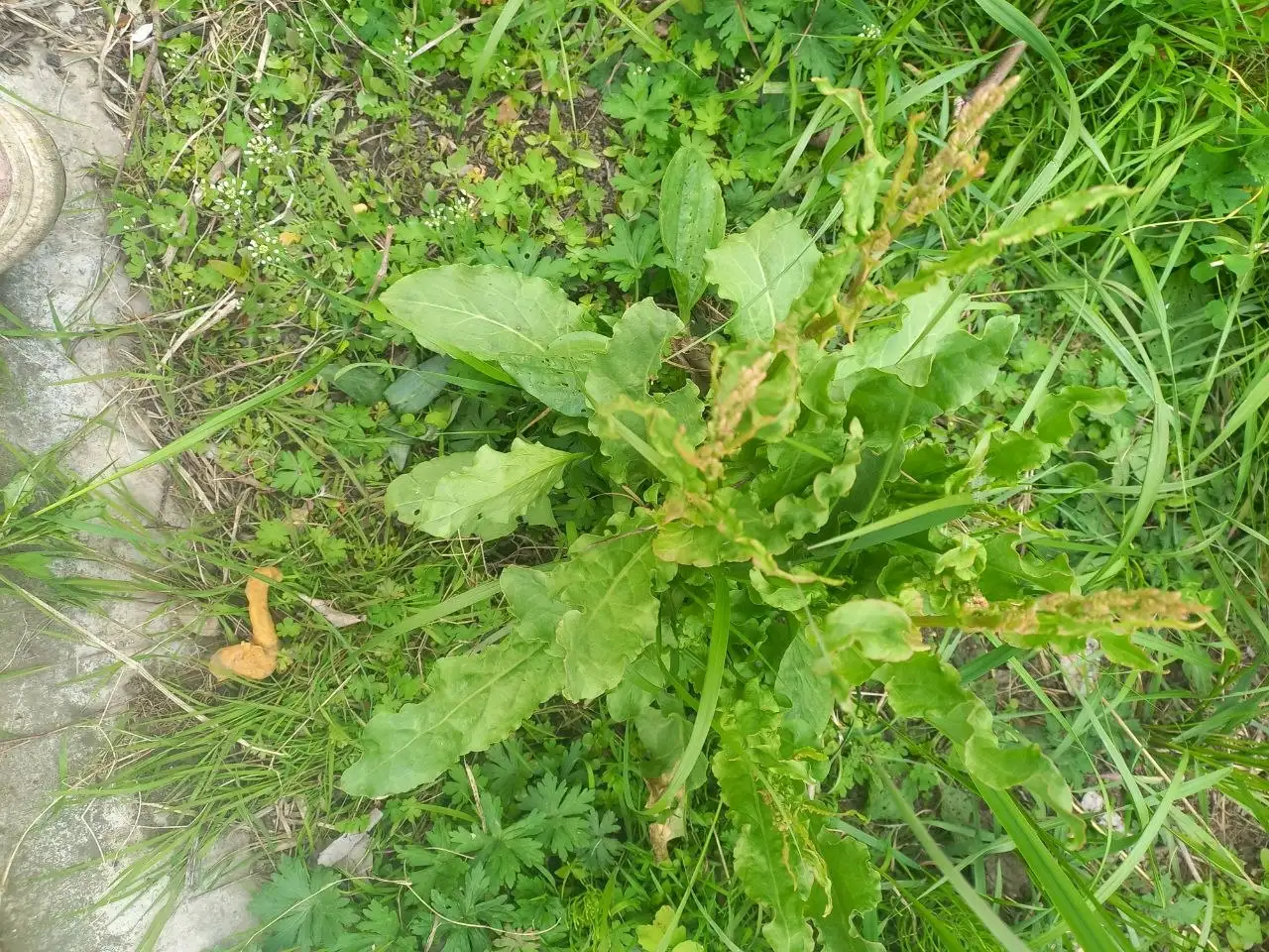 Продам щавель кустовой - Рассада и саженцы (Для дома и дачи) в Владивосток