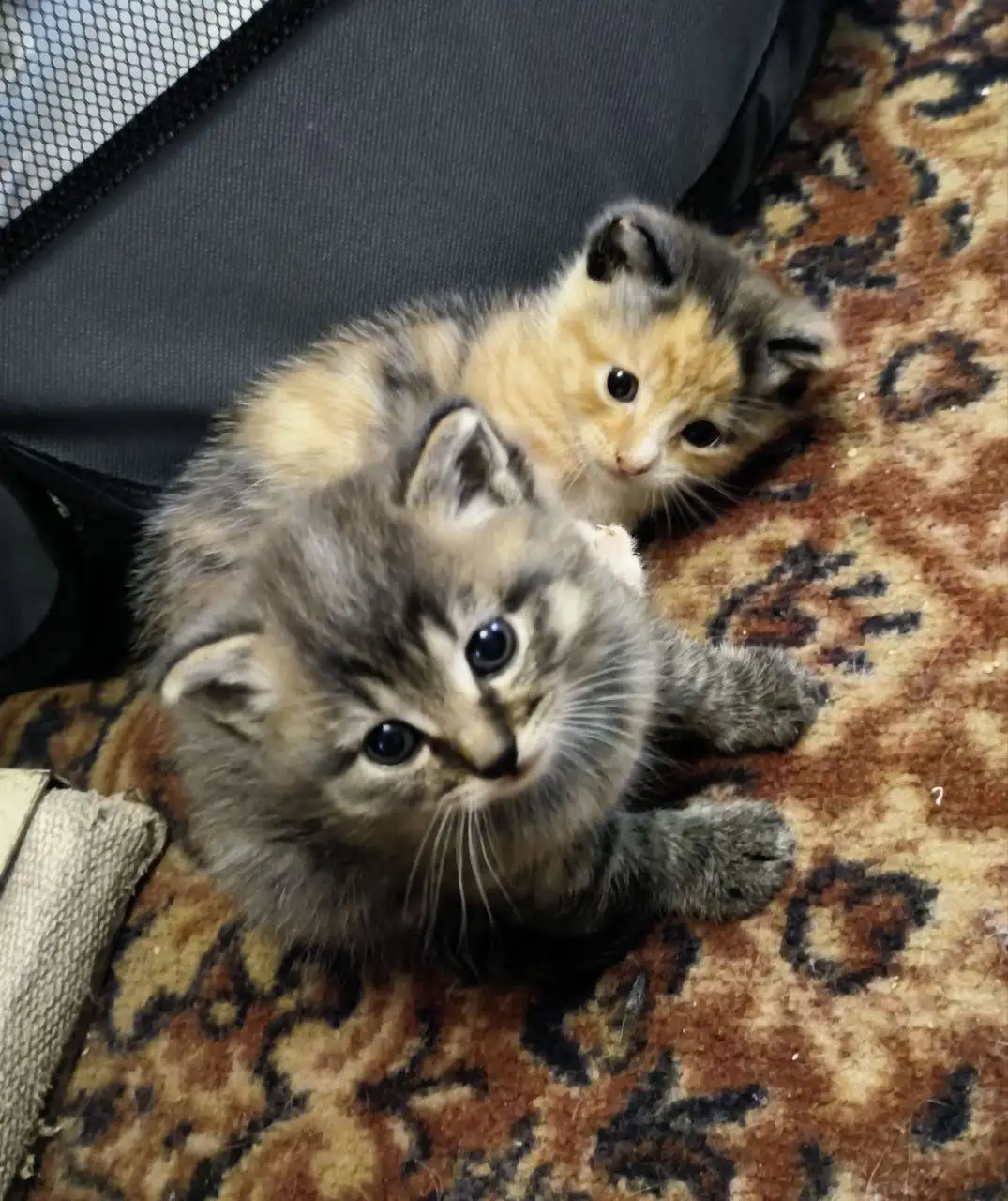 Отдаем котят в добрые руки - Кошки (Животные) в Владивосток