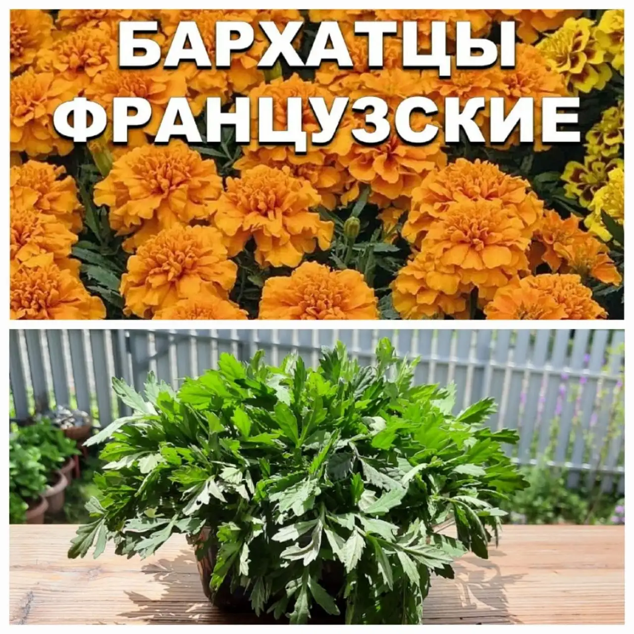 Оранжевые бархатцы - Растения (Хобби и отдых) в Владивосток