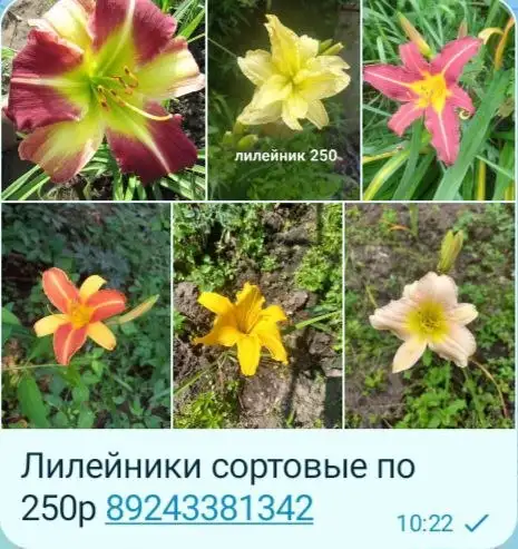 Лилейники сортовые - Растения (Хобби и отдых) в Владивосток