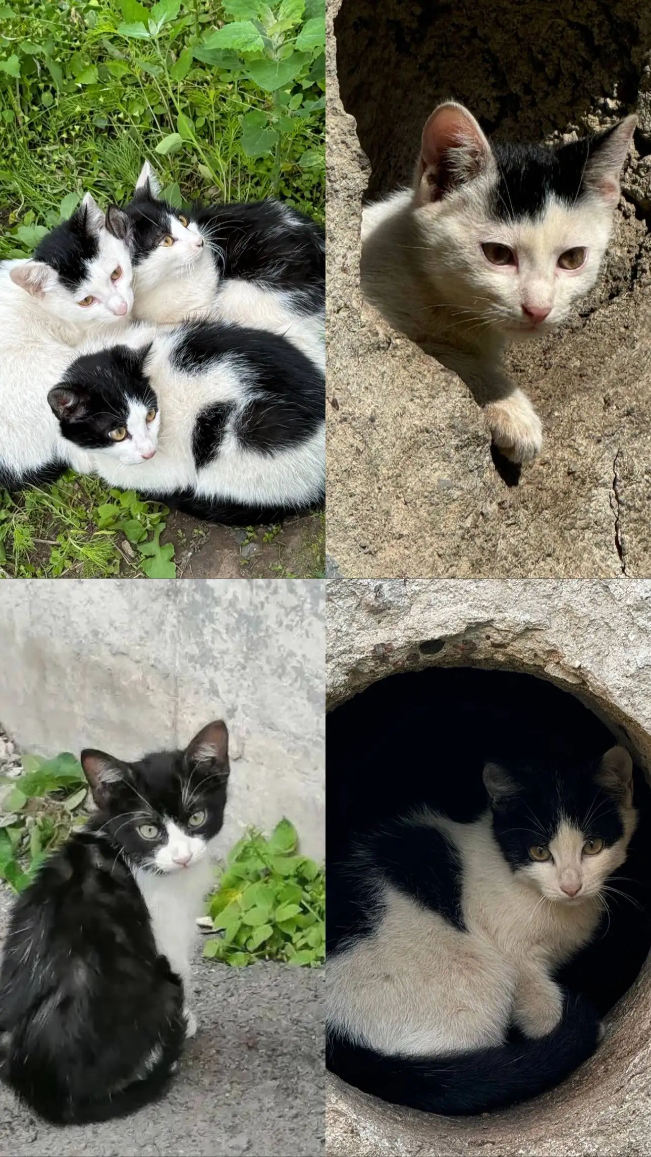 Котята ищут семью - Кошки (Животные) в Владивосток