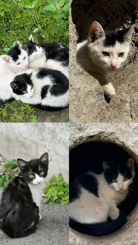 Котята ищут семью - Животные в Владивосток