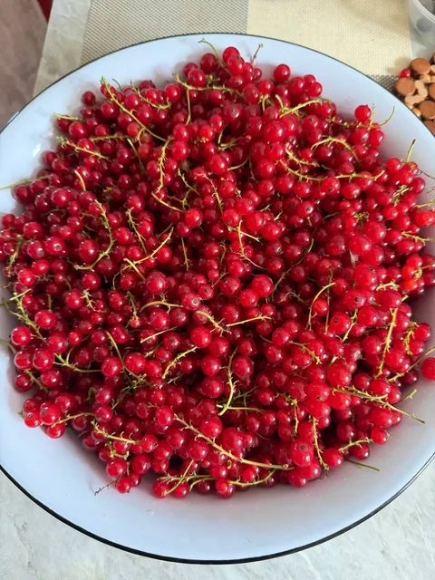Продам красную смородину - Продукты в Владивосток