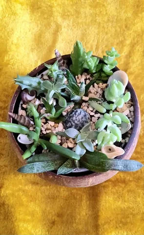 Суккулентов садик 🌵 - Плитка в Владивосток