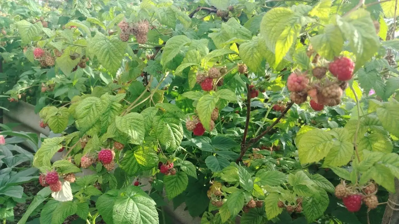 Продам свежую малину - Продукты в Артём