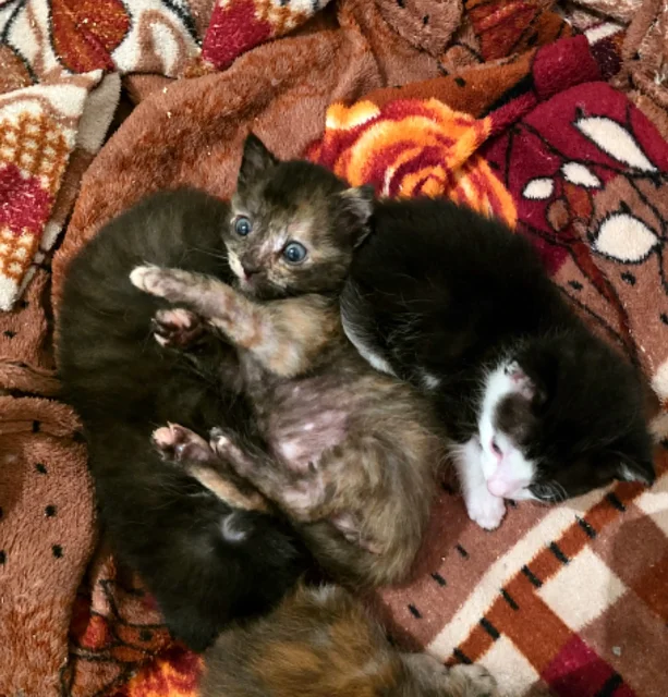 Раздача котиков, ласковые и воспитанные - Животные в Владивосток