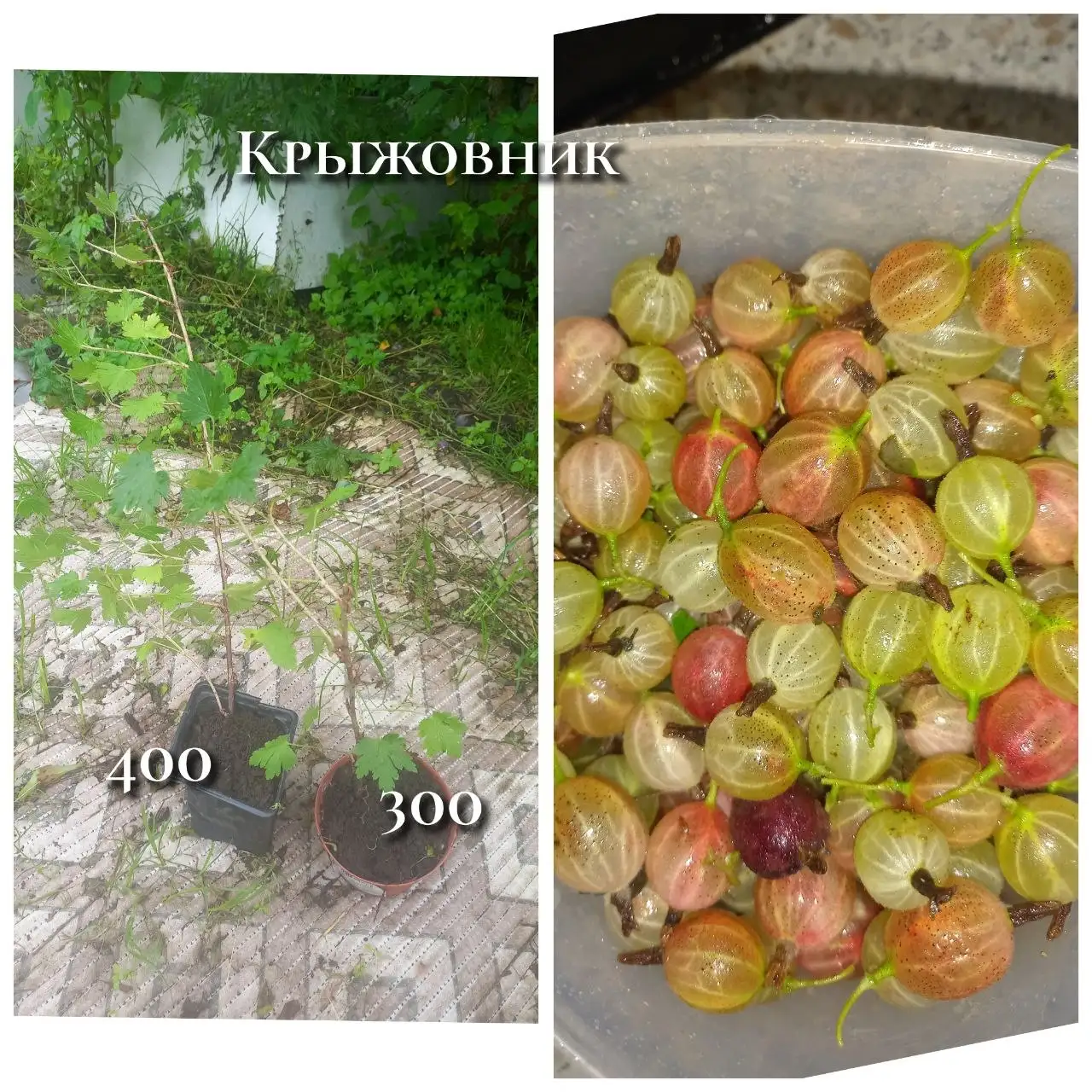 Саженцы крыжовника, вишни и смородины - Растения (Для дома и дачи) в Владивосток