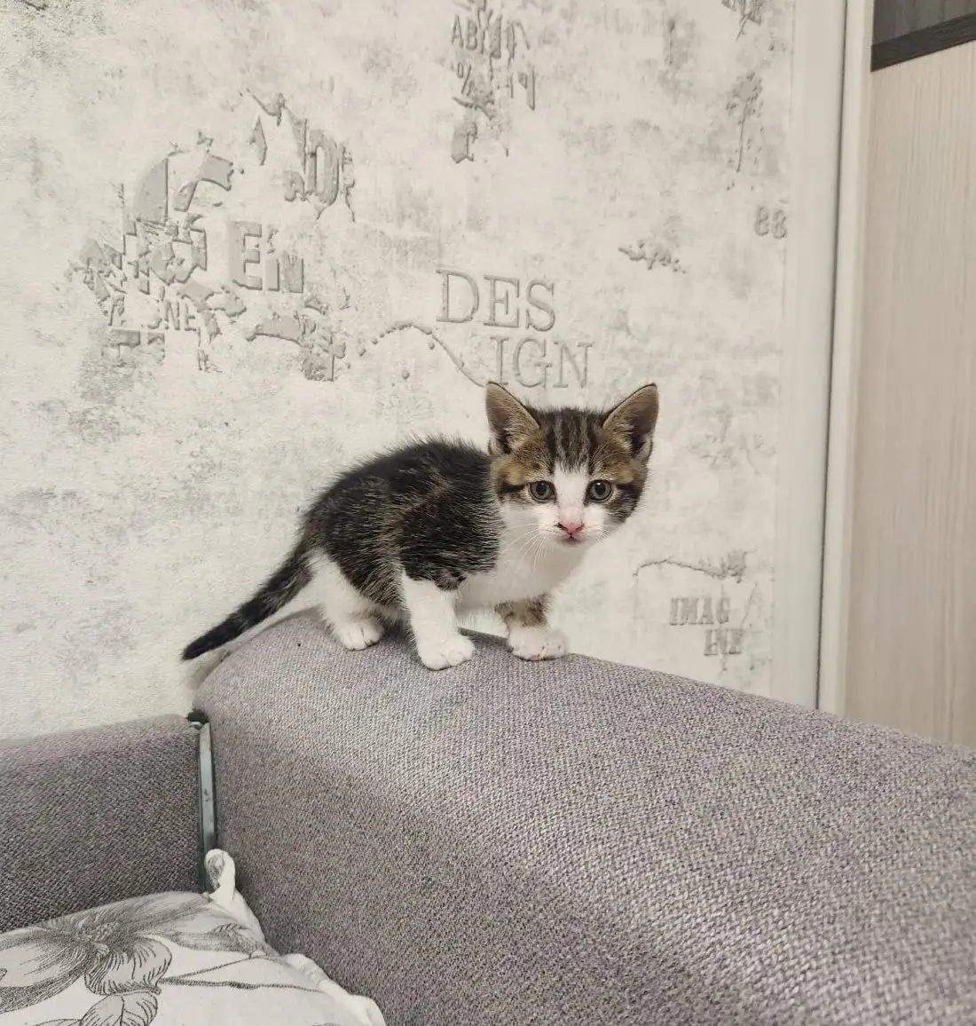 Котенок в добрые руки - Кошки (Животные) в Владивосток