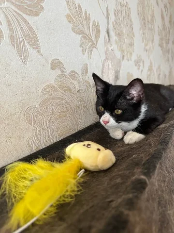 Котенок в дар 3 месяца - Кошки в Владивосток