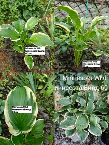 Хоста Minnesota Wild (Миннесота Виллд) 60 см - Мебель для гостиной в Артём