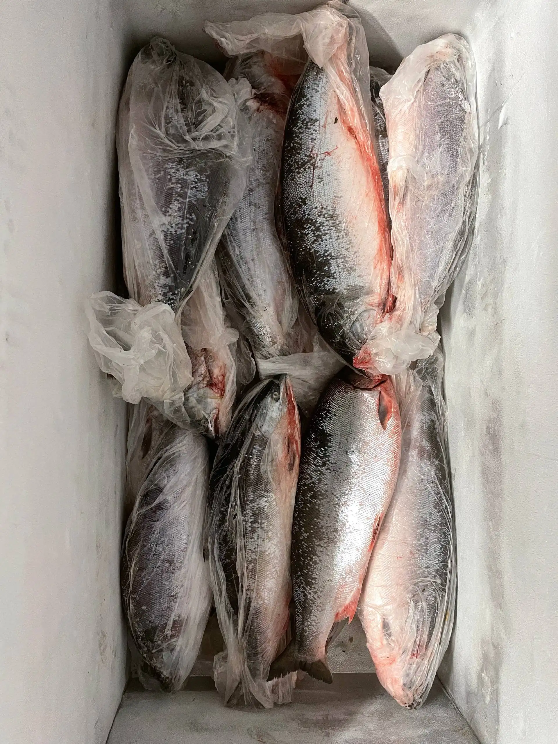 Продажа симы морской (троллинг) Владивосток - Продукты (Барахолка) в Владивосток
