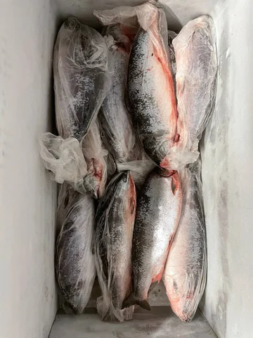 Продажа симы морской (троллинг) Владивосток - Бытовая техника в Владивосток