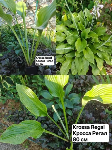 Хоста Krossa Regal 80 см - частное объявление в Артём
