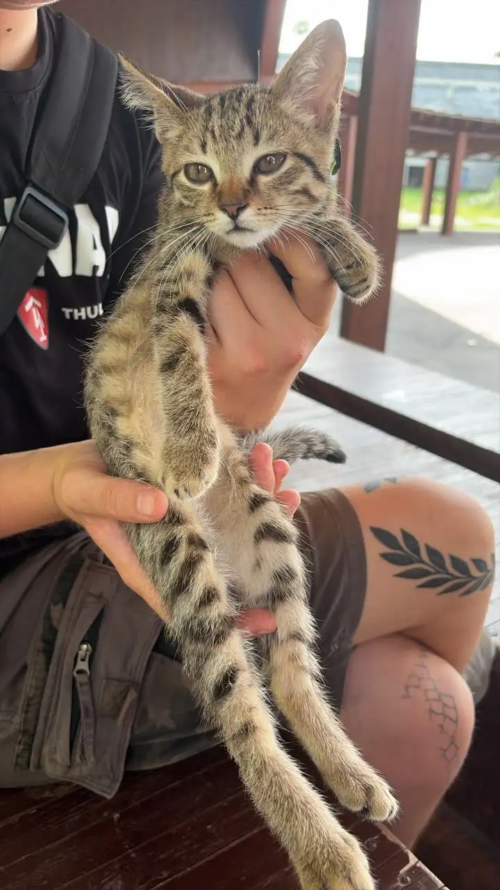 Пристройство котенка в добрые руки - Кошки (Животные) в Владивосток
