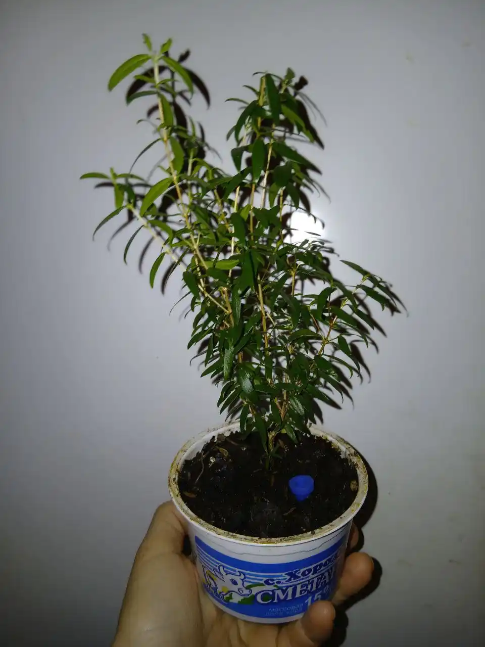 Мирт - Растения в Владивосток