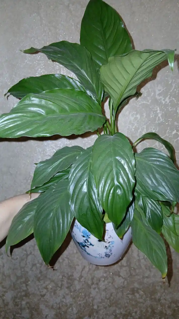 Продается детка спатифиллума - Для дома и дачи в Владивосток