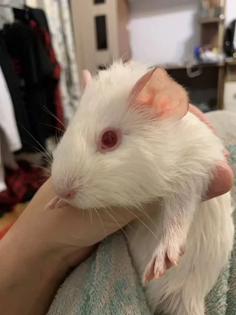 Продажа двух морских свинок с клеткой и аксессуарами - Животные в Владивосток