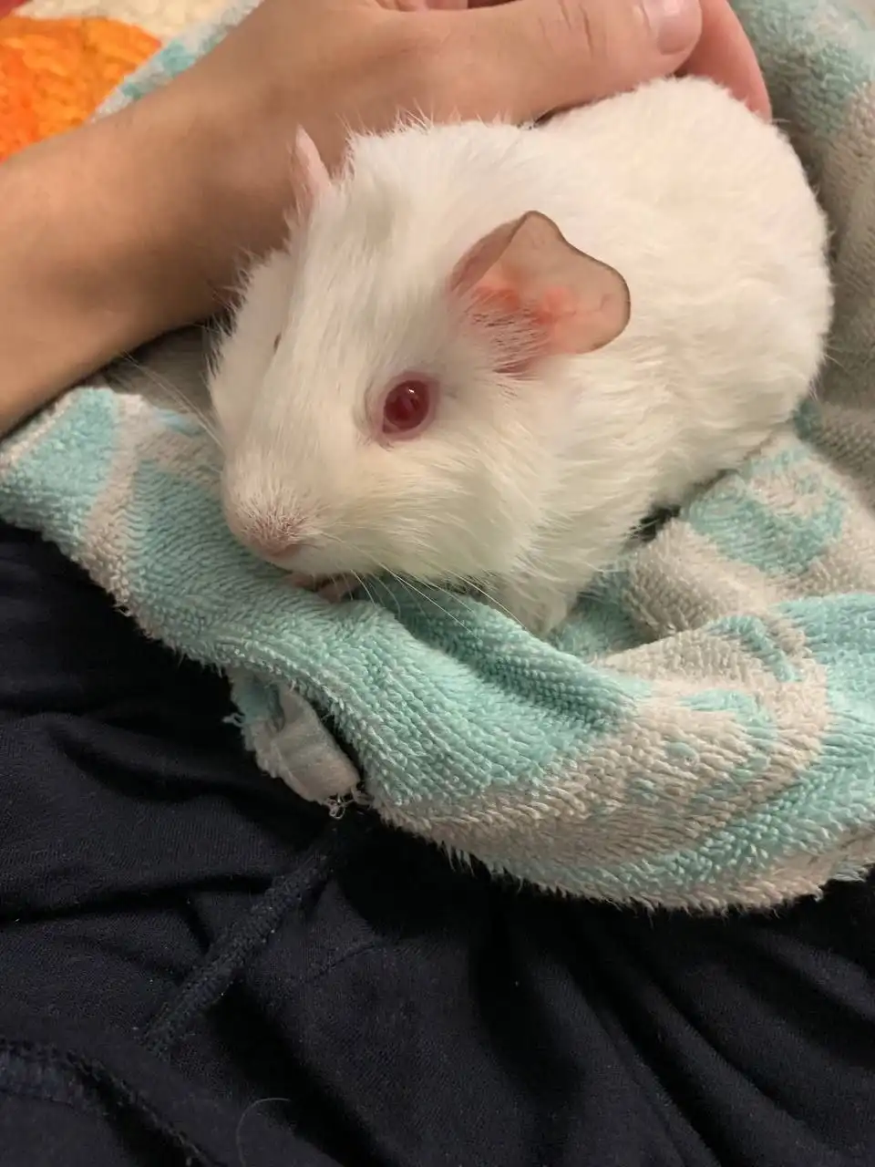 Продажа двух морских свинок с клеткой и аксессуарами