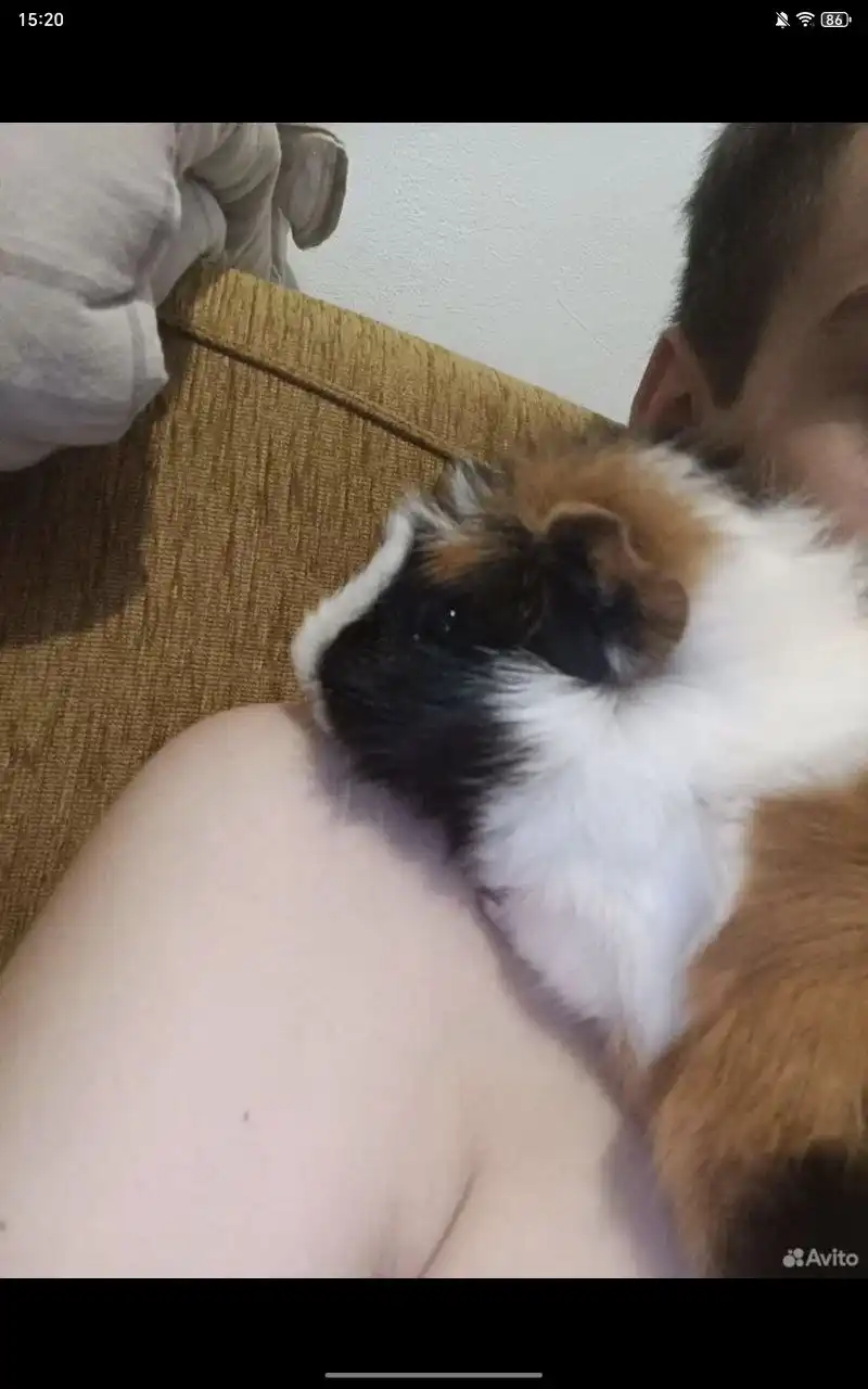 Продажа двух морских свинок с клеткой и аксессуарами