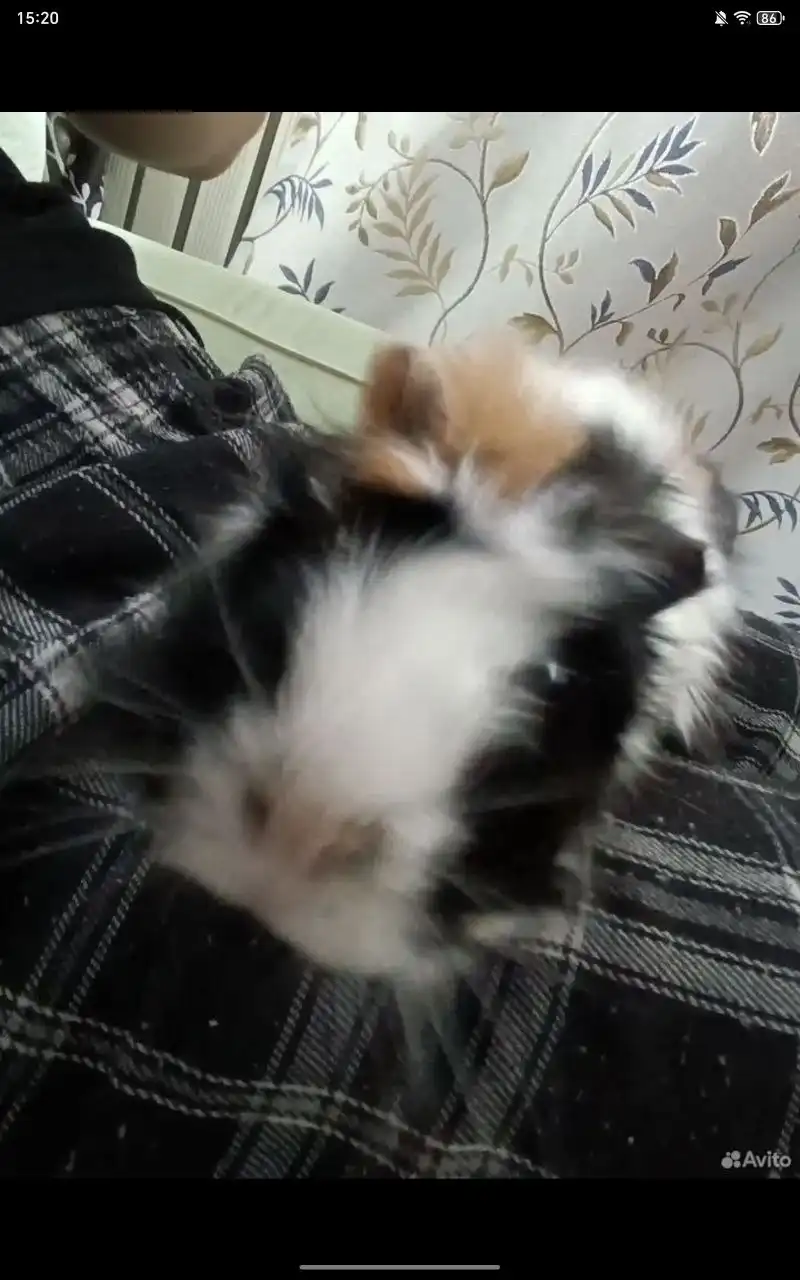 Продажа двух морских свинок с клеткой и аксессуарами