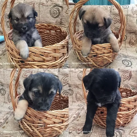 Спасение щенков с помойки - Животные в Владивосток