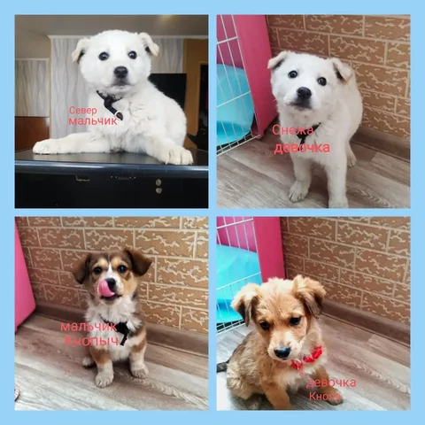 Щенки в поисках семьи в Большом Камне - частное объявление в Большой Камень