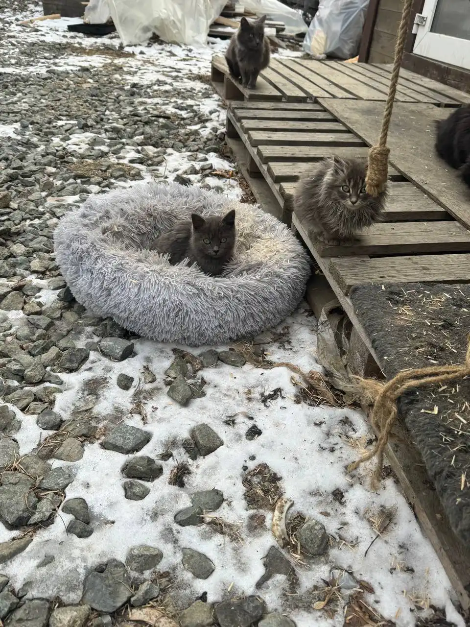 Котята ищут дом