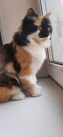 Трехцветная кошка для семьи без детей и других животных - Животные в Владивосток