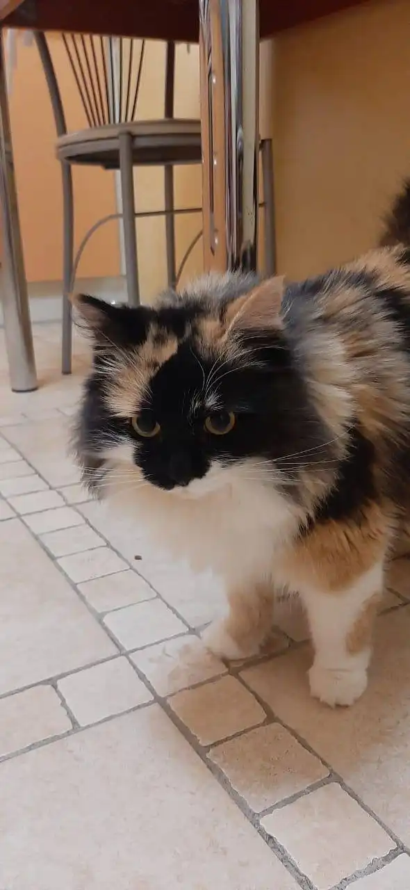 Трехцветная кошечка для семьи