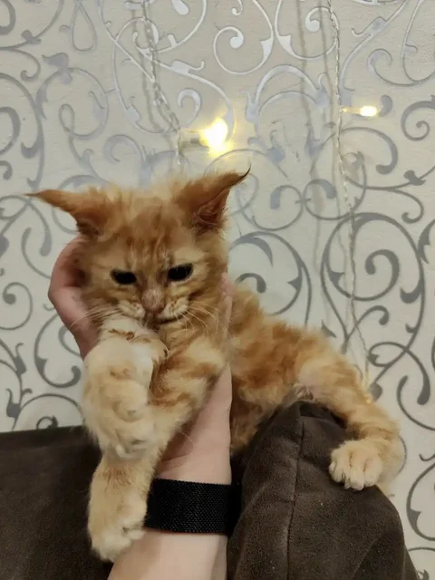 Продажа котенка породы Кунишка, окрас красный мрамор - частное объявление в Владивосток