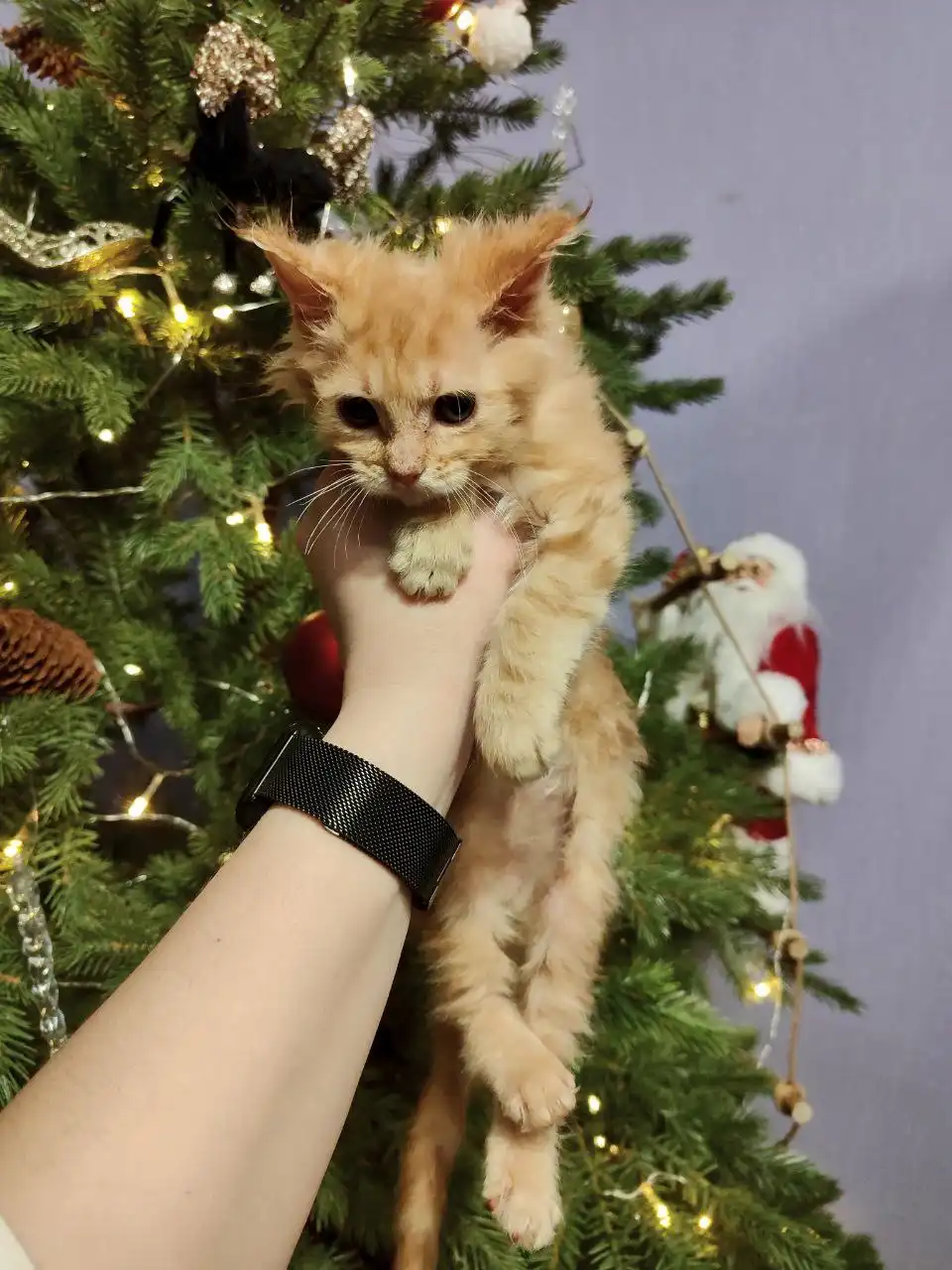 Продажа котенка породы Кунишка, окрас красный мрамор