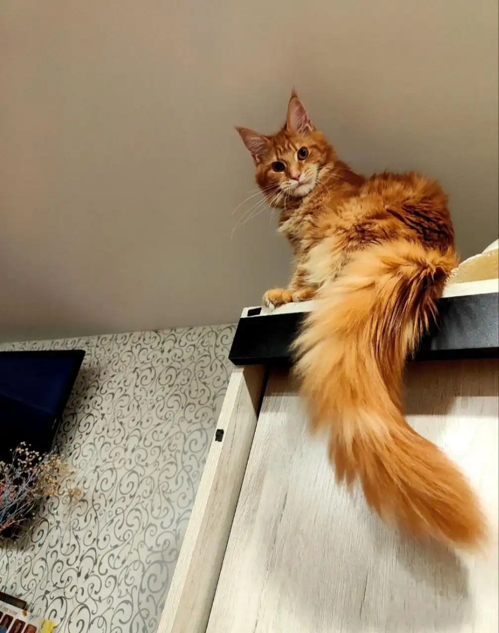 Продажа котенка породы Кунишка, окрас красный мрамор