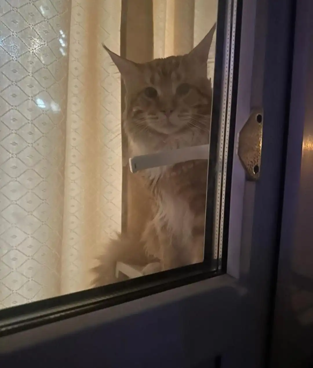 Продажа котенка породы Кунишка, окрас красный мрамор