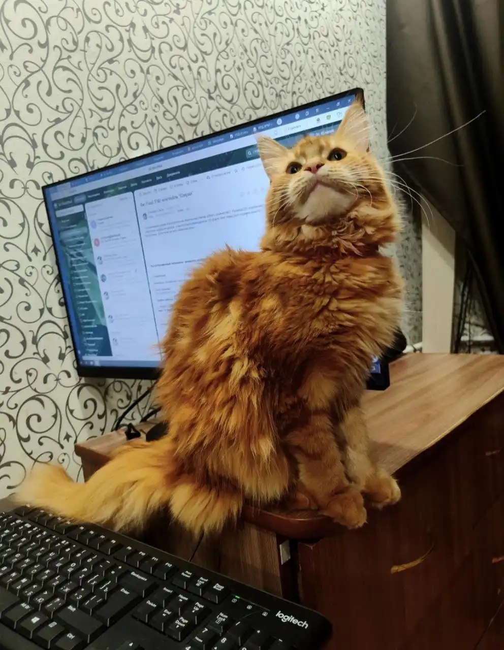 Продажа котенка породы Кунишка, окрас красный мрамор