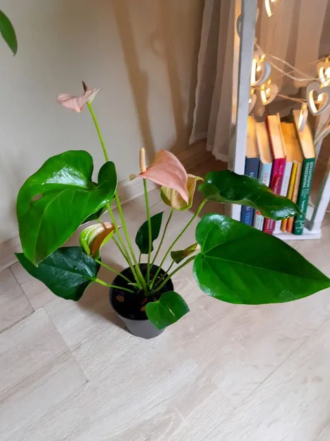 Антуриум Джолли Пич - Хобби и отдых в Владивосток